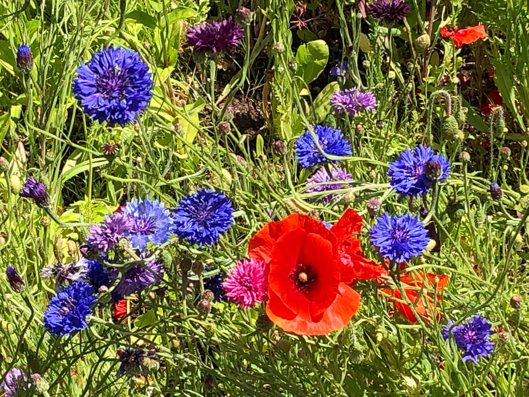 Bleuets Et Coquelicots Parisiens Paris Cote Jardin