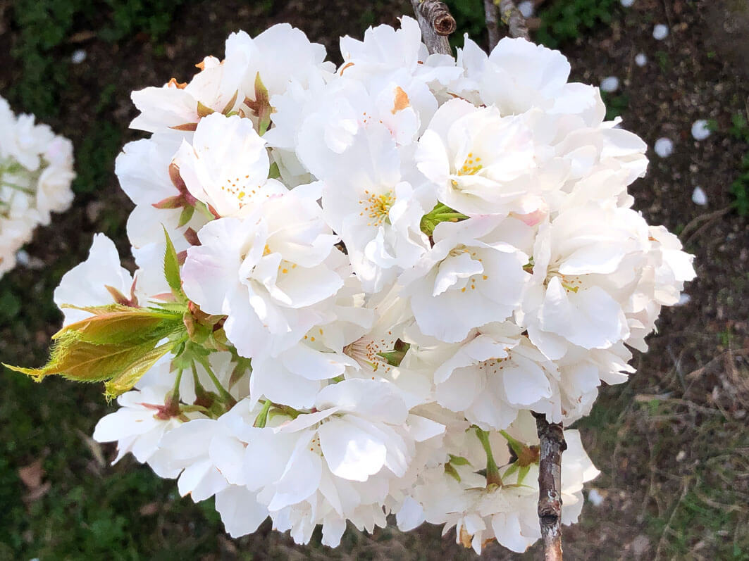 Le Magnifique Et Venerable Cerisier A Fleurs Du Jardin Des Plantes De Paris Paris Cote Jardin