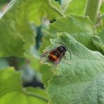 Frelon asiatique (Vespa velutina) sur une feuille d'alcathéa sur mon balcon parisien, Paris 19e (75)