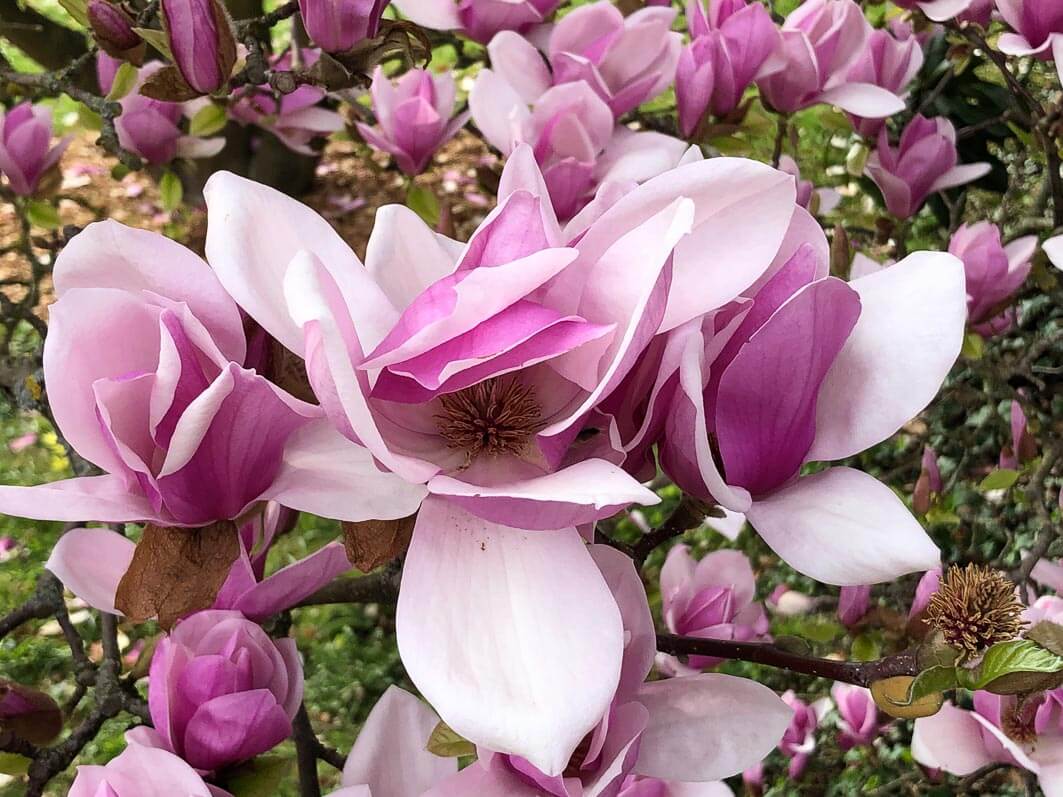 Des Brassées De Fleurs Pour Le Magnolia X Soulangeana