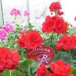 Géraniums zonales (Pelargonium) Label Rouge