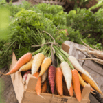 Carottes (Daucus carota), Fleuroselect, légume de l'année 2019