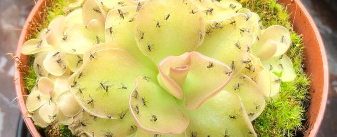 Moucherons sur Pinguicula 'Weser', plante carnivore, plante d'intérieur, Paris 19e (75)