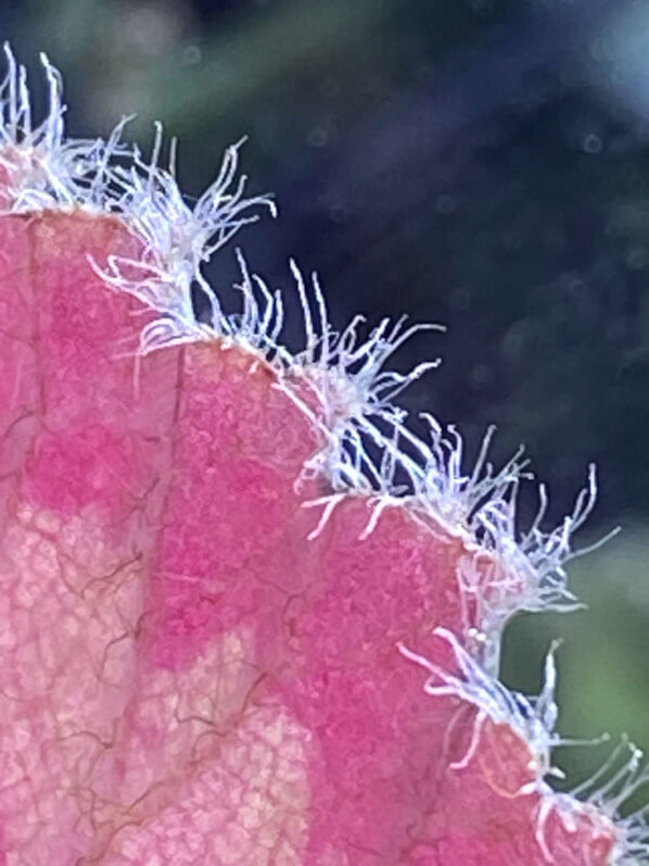 Begonia mashanica, Bégoniacées, plante d'intérieur, Paris 19e (75)