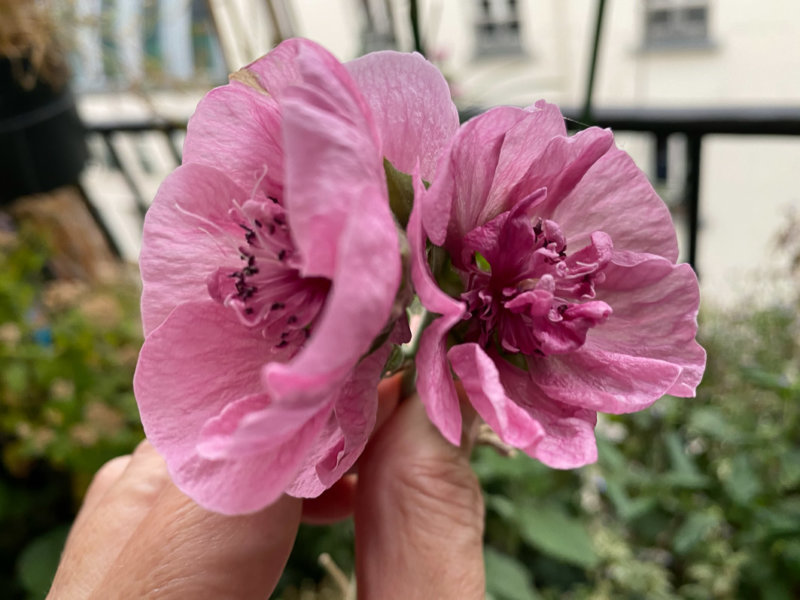 Alcathea 'Parkfrieden' en automne sur mon balcon parisien, Paris 19e (75), Paris 19e (75)