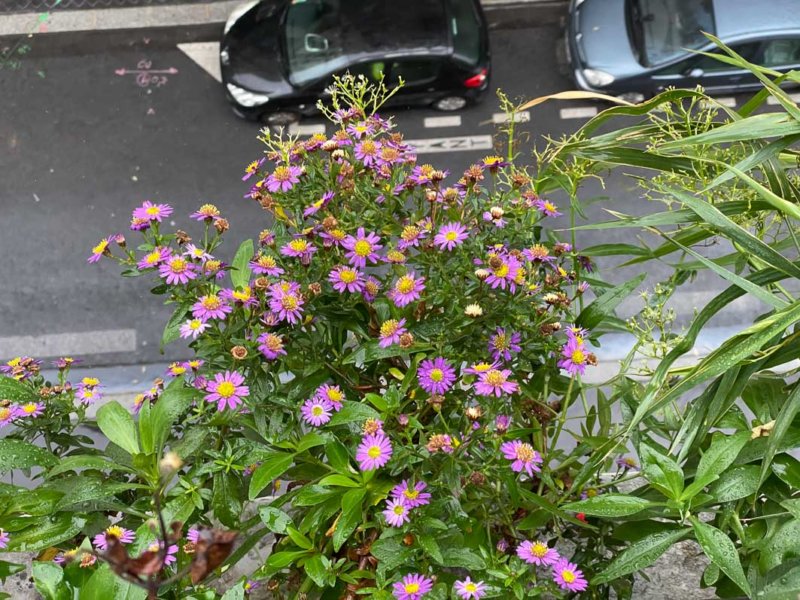 Aster ageratoides 'Ezo Murosaki', Astéracées, en automne sur mon balcon parisien, Paris 19e (75)