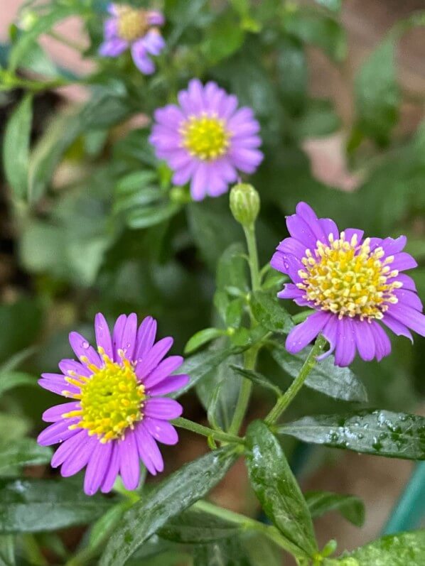 Aster ageratoides 'Ezo Murosaki', Astéracées, en automne sur mon balcon parisien, Paris 19e (75)