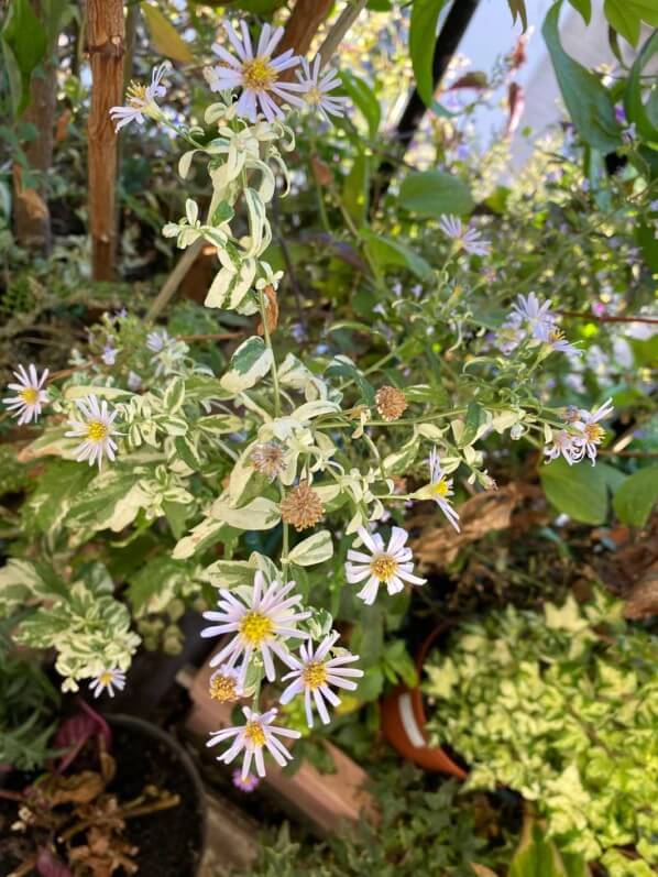 Aster ovatus ‘Hakikomi Fu’ en automne sur mon balcon parisien, Paris 19e (75)