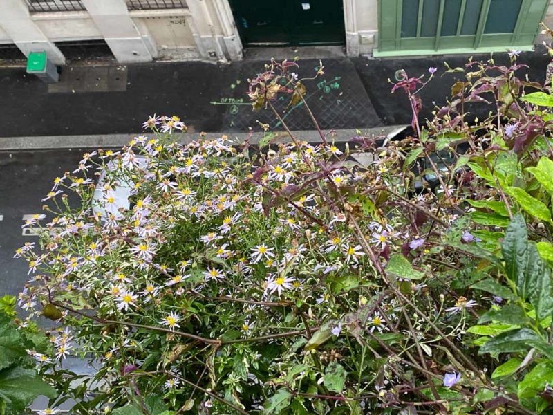 Aster ovatus 'Hakikomi Fu', Astéracées, en automne sur mon balcon parisien, Paris 19e (75)