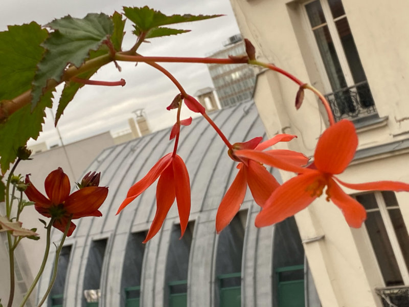 Bégonia tubéreux et Bidens en automne sur mon balcon parisien, Paris 19e (75), Paris 19e (75)