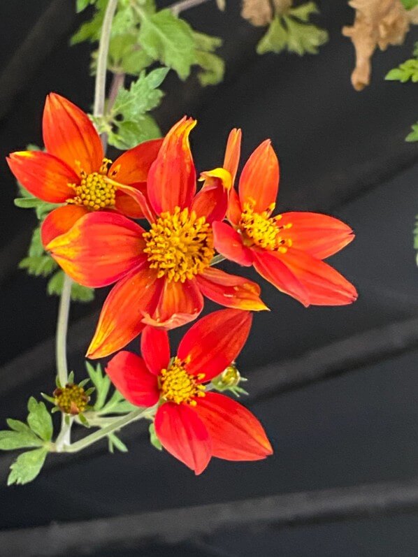 Bidens en automne sur mon balcon parisien, Paris 19e (75), Paris 19e (75)