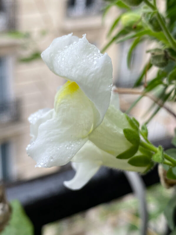 Muflier en automne sur mon balcon parisien, Paris 19e (75)