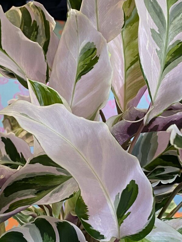 Calathea 'Fusion White', plante d'intérieur, Paris 19e (75)