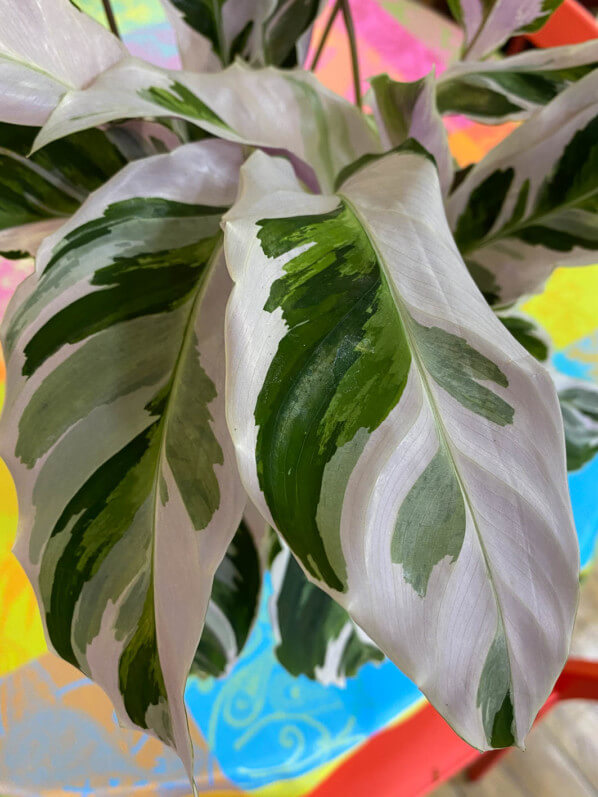 Calathea 'Fusion White', plante d'intérieur, Paris 19e (75)