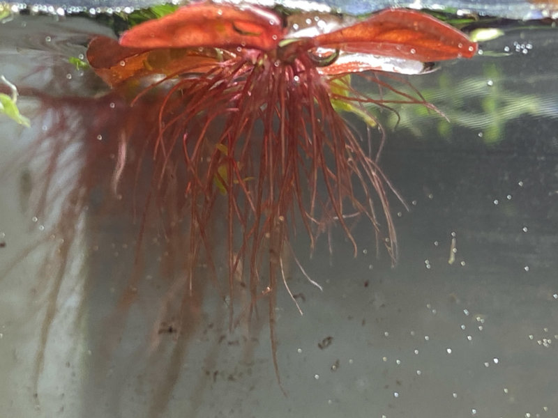 Phyllanthus fluitans en portion : plante flottante aquarium 