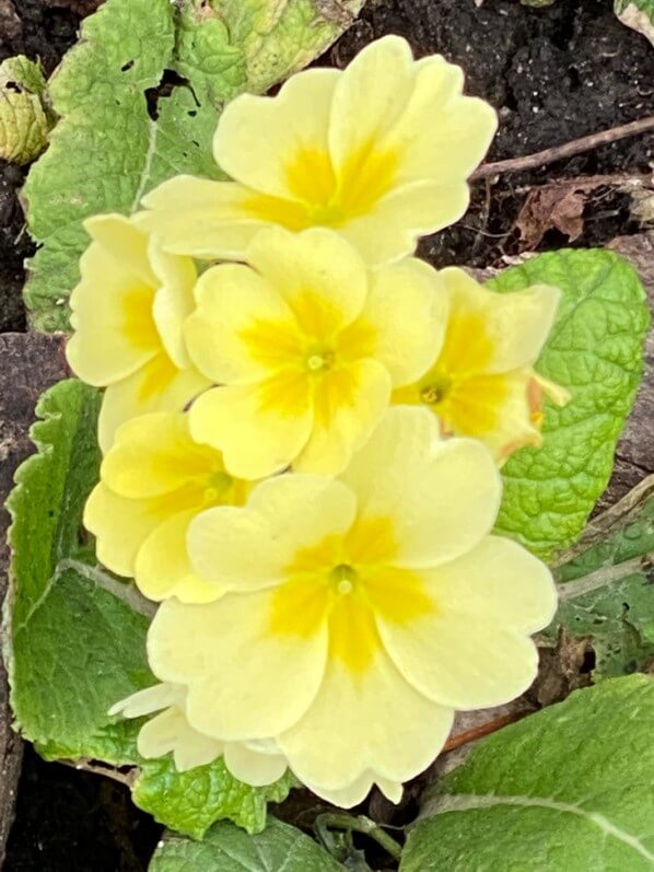 Primevère, Primula, Saint-Mandé (94)