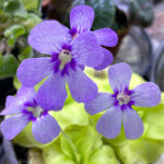 Pinguicula 'Tina', plante carnivore, plante d'intérieur, Paris 19e (75)