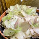 Pinguicula 'Weser', plante carnivore, Paris 19e (75)