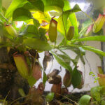 Nepenthes, plante d'intérieur, plante carnivore, terrarium, Paris 19e (75)