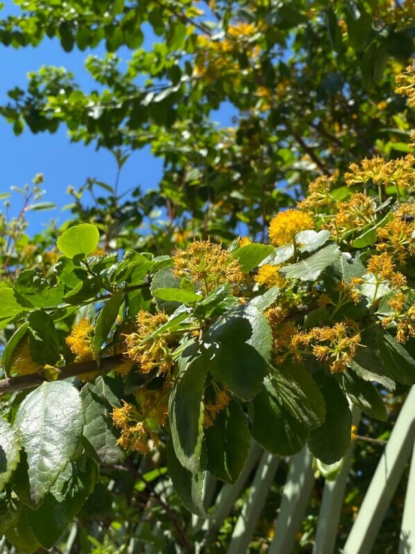 Azara dans le Jardin Nelson Mandela au printemps, Paris 1er (75)