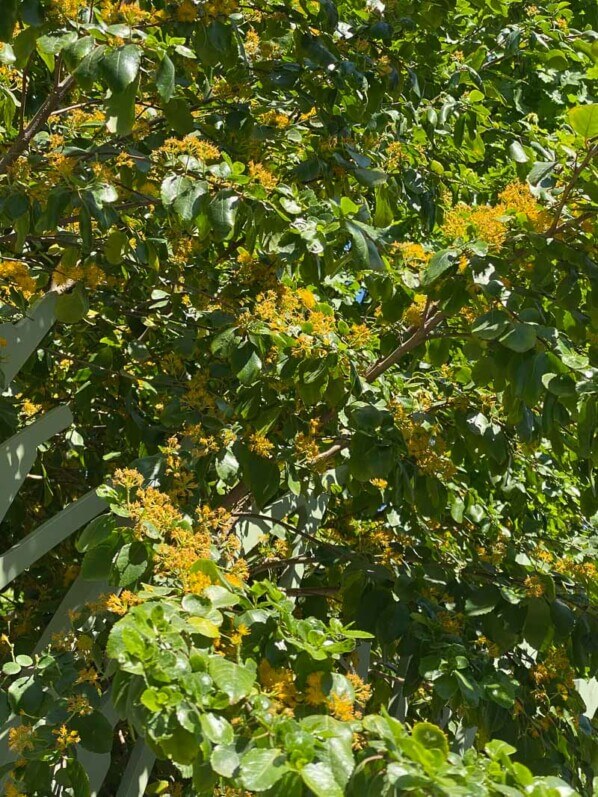 Azara dans le Jardin Nelson Mandela au printemps, Paris 1er (75)