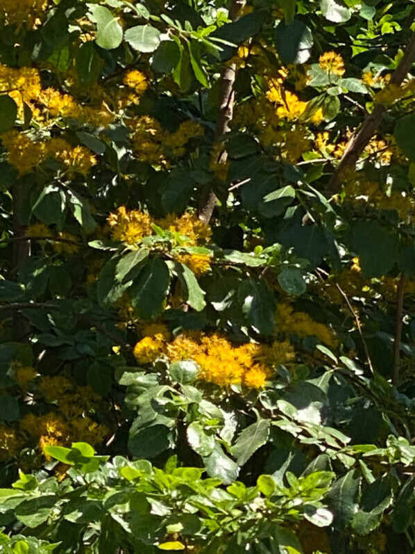 Azara dans le Jardin Nelson Mandela au printemps, Paris 1er (75)