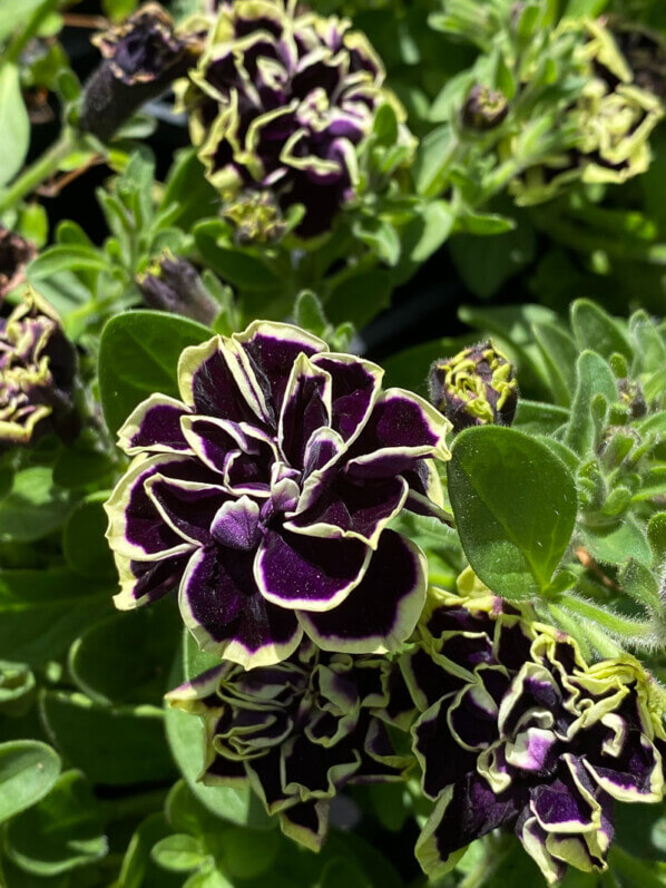 Pétunia 'Midnight Gold', Journées des Plantes de Chantilly,, Domaine de Chantilly, Chantilly (60)