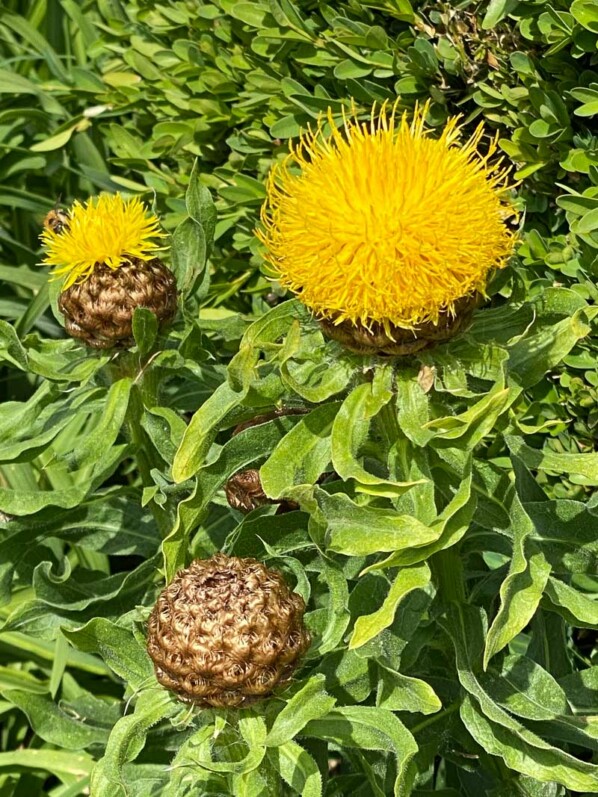 Centaurea macrocephala, Musée des Impressionnismes, Giverny (27)