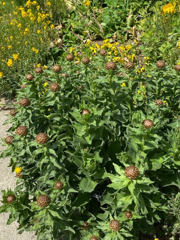 Centaurea macrocephala, Musée des Impressionnismes, Giverny (27)