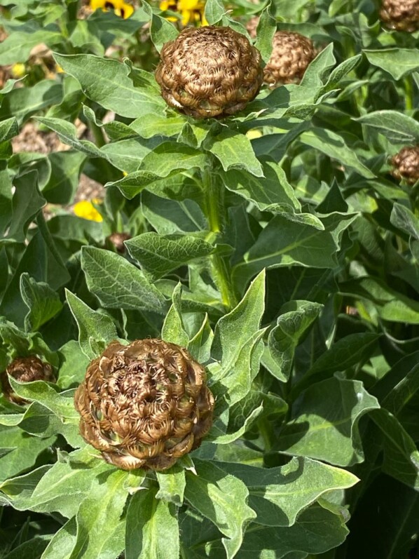 Centaurea macrocephala, Musée des Impressionnismes, Giverny (27)