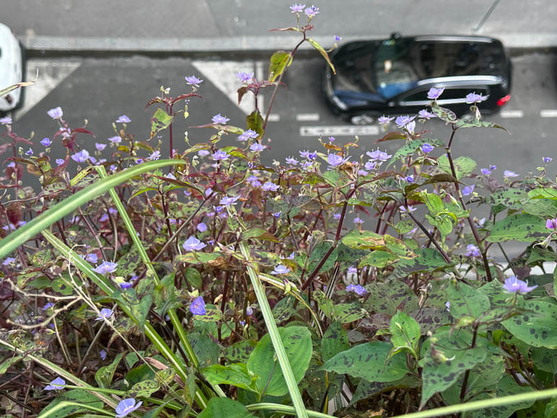 Tinantia pringlei en début d'automne sur mon balcon parisien, Paris 19e (75)