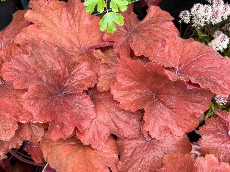 Heuchera 'Mega Caramel', pép. Sandrine et Thierry Delabroye, Fête des plantes de printemps, Domaine de Saint-Jean de Beauregard, Saint-Jean de Beauregard (91)