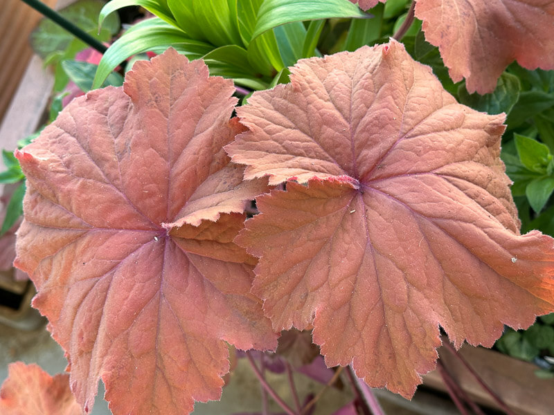 Heuchera 'Mega Caramel' au début du printemps sur mon balcon parisien, Paris 19e (75)