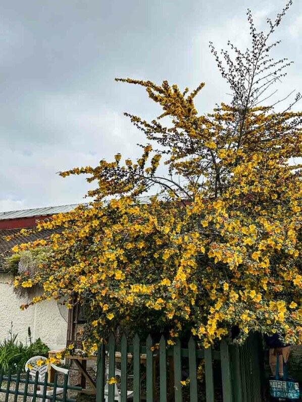 Fremontodendron californicum, École Du Breuil, Paris 12e (75)