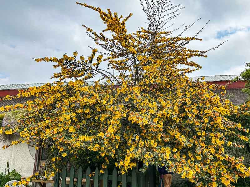 Fremontodendron californicum, École Du Breuil, Paris 12e (75)