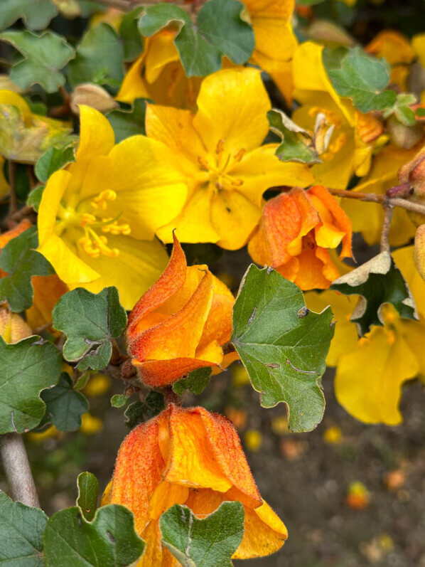 Fremontodendron californicum, École Du Breuil, Paris 12e (75)