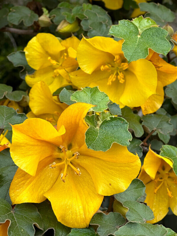 Fremontodendron californicum, École Du Breuil, Paris 12e (75)