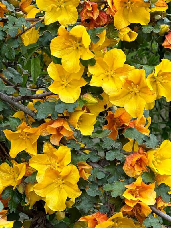 Fremontodendron californicum, École Du Breuil, Paris 12e (75)