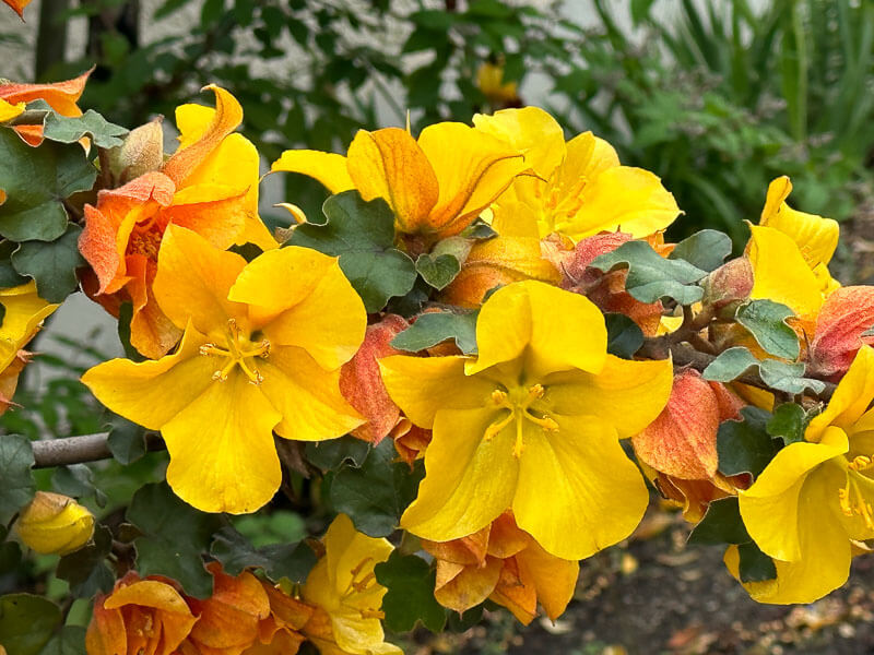 Fremontodendron californicum, École Du Breuil, Paris 12e (75)