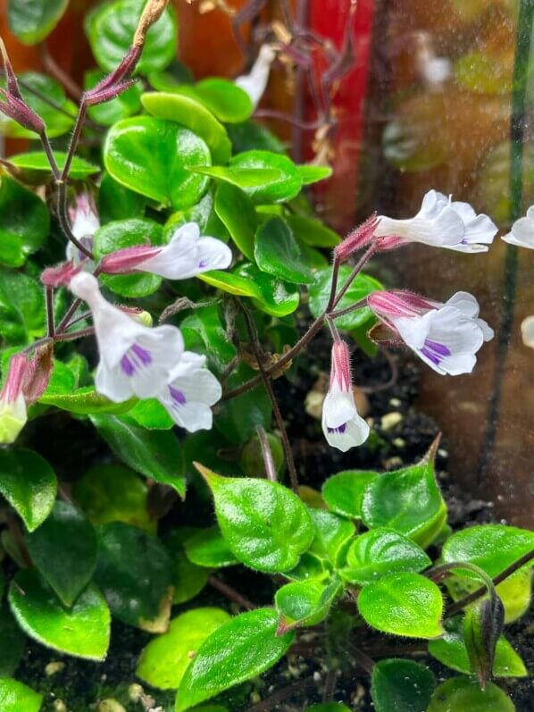 Deinostigma tamiana, Gesnériacées, plante d'intérieur, terrarium, Paris 19e (75)