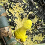 Leucocoprinus birnbaumii (Lépiote jaune), plante d'intérieur, Paris 19e (75)