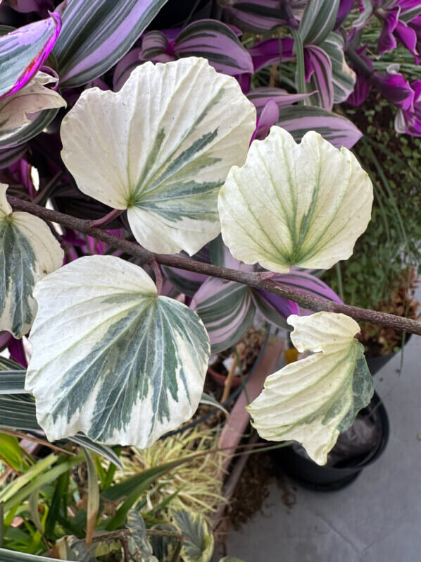 Hedera helix 'Reef Shell' en hiver sur mon balcon parisien, Paris 19e (75)