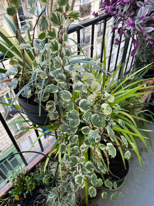 Hedera helix 'Reef Shell' en hiver sur mon balcon parisien, Paris 19e (75)