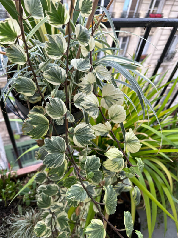 Hedera helix 'Reef Shell' en hiver sur mon balcon parisien, Paris 19e (75)