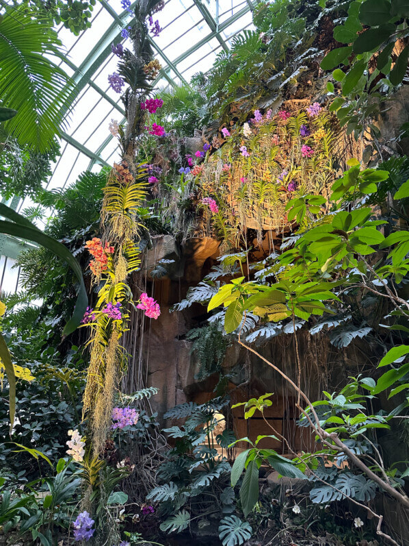 Exposition Mille et une orchidées, Grande serre, Jardin des Plantes, Paris 5e (75)