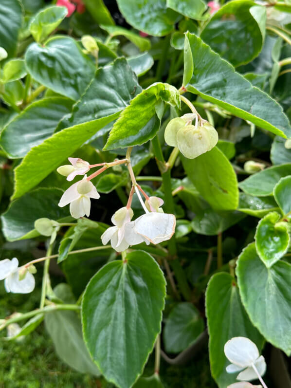 Begonia Dragon King blanc, Pépinière Fuchsia Delhommeau, Journées des Plantes de Chantilly, château de Chantilly, Chantilly (60)