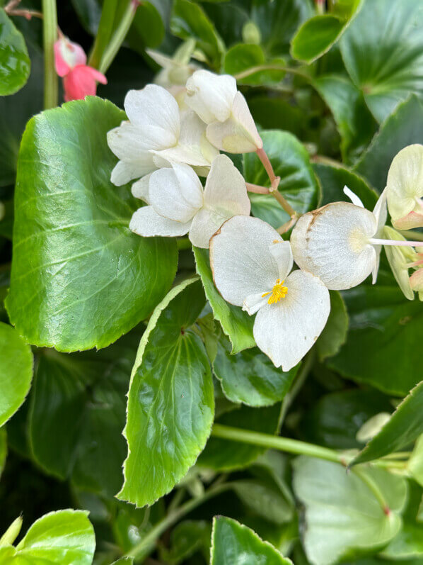 Begonia Dragon King blanc, Pépinière Fuchsia Delhommeau, Journées des Plantes de Chantilly, château de Chantilly, Chantilly (60)