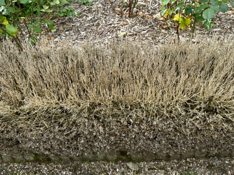 Bordure de buis ravagée par la pyrale, Jardin des Plantes, Rouen (76)