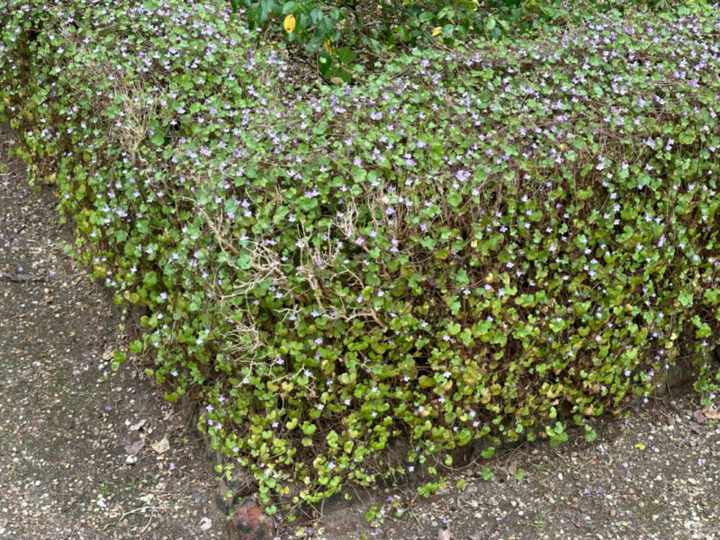 Bordure de cymbalaire, Jardin des Plantes, Rouen (76)