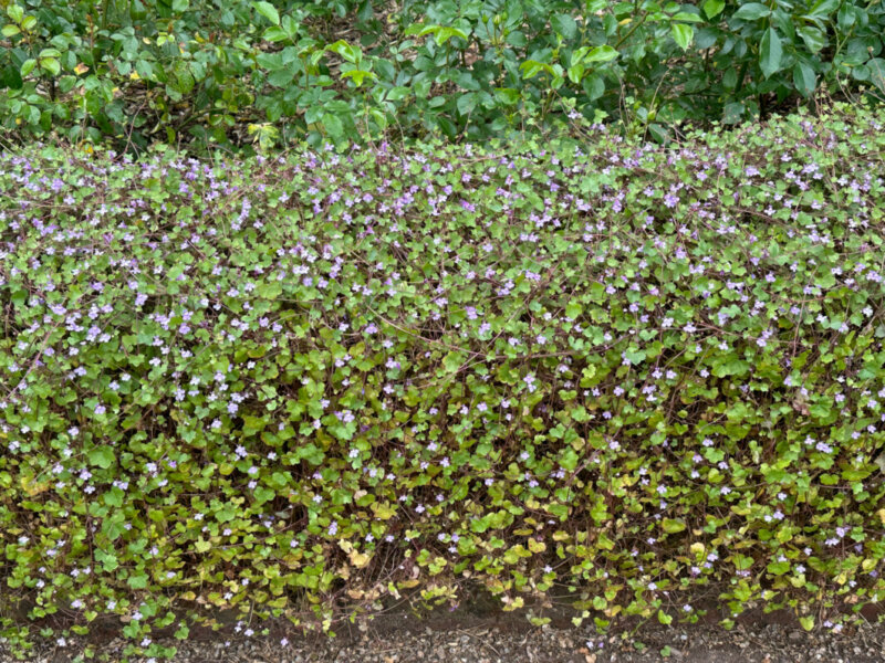 Bordure de cymbalaire, Jardin des Plantes, Rouen (76)